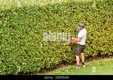 Le jardinier professionnel coupe la haie avec un taille-haie électrique, entretien de jardin d'automne. Banque D'Images