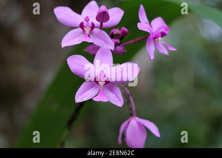 Une fleur d'orchidée de couleur pourpre avec des gouttes d'eau dessus et un bouton Banque D'Images