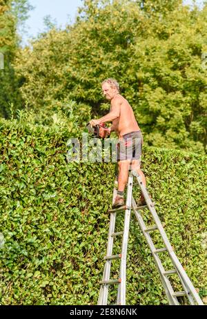 Le jardinier professionnel coupe les haies avec le taille-haie à essence, l'entretien du jardin d'automne. Banque D'Images