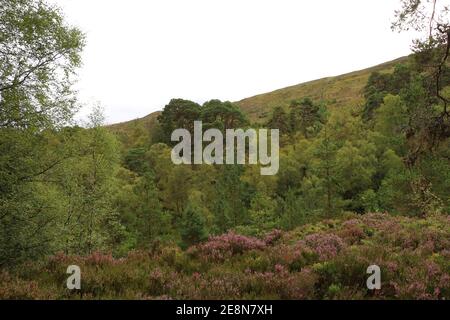 Heather dans les glens d'Écosse Banque D'Images