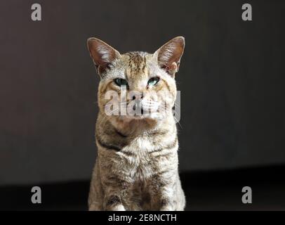 Portrait d'un chat marron regardant curieusement Banque D'Images