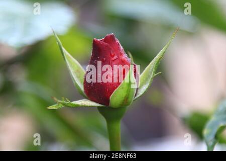 Boutons roses dans le jardin sur un fond naturel après la pluie. Fleurs et boutons de roses rouges dans les gouttes de rosée. Belles fleurs d'une rose rouge pour un holi Banque D'Images