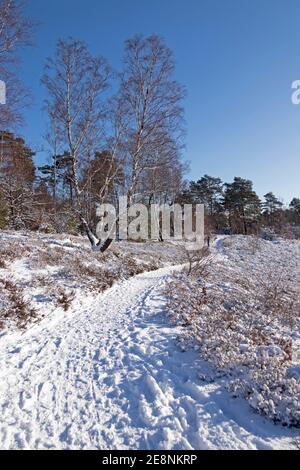 Hiver à Neugraben Heath, Harburg, Hambourg, Allemagne Banque D'Images