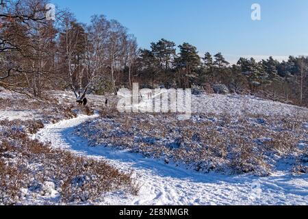 Hiver à Neugraben Heath, Harburg, Hambourg, Allemagne Banque D'Images