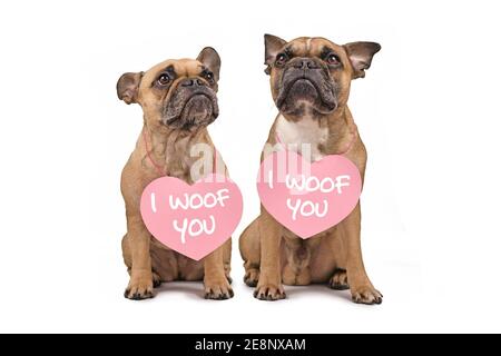 Paire de chiens de Bulldog français avec cœur de Saint-Valentin Texte 'je t'ai woof' autour des cols isolés sur fond blanc Banque D'Images