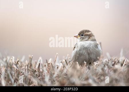Maison Sparrow. Passer domesticus, Bruant commun debout sur un buisson avec un arrière-plan joli et flou