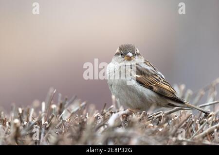 Maison Sparrow, Passer domesticus, debout sur une brousse avec un arrière-plan joli et flou
