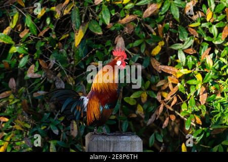 Coq de la Junglewhid rouge mâle (Gallus gallus, ancêtre domestique du poulet) croquant à un poste de clôture, réserve Steven J. Fousek, comté de St. Lucie, Floride Banque D'Images