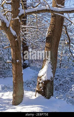 Arbres en hiver à Neugraben Heath, Harburg, Hambourg, Allemagne Banque D'Images