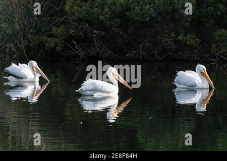 Trois pélicans blancs nageant sur le côté droit de l'eau de l'estuaire avec des chênes qui réfléchit à la surface. Banque D'Images