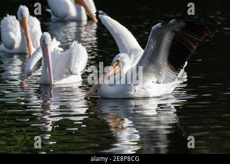 Le Pelican blanc d'une gousse a de grandes ailes largement répandues en préparation pour plonger dans l'eau. Banque D'Images