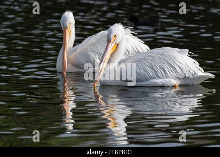 Deux pélicans blancs ont des becs tournés l'un vers l'autre avec réflexion visible dans l'eau de l'étang tout en nageant à gauche. Banque D'Images