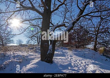 Arbres en hiver à Neugraben Heath, Harburg, Hambourg, Allemagne Banque D'Images