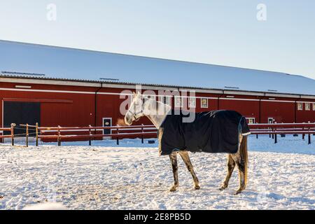 Belle vue sur le pâturage des chevaux dans le paddock d'hiver. Jour d'hiver. Magnifique arrière-plan d'hiver. Animaux concept. Banque D'Images