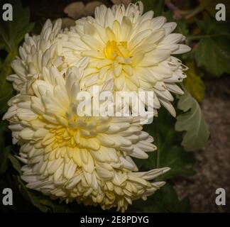 paire de chrysanthèmes blancs et jaunes Banque D'Images