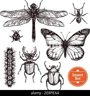 Ensemble d'images de différents insectes de l'ant au papillon dans illustration vectorielle isolée de style d'esquisse dessinée à la main Illustration de Vecteur