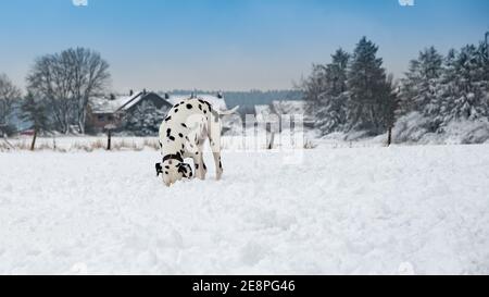 Dalmatian en hiver Snow Scene recherche Banque D'Images