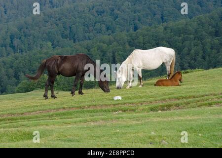 Deux chevaux et foal paître dans le parc national 'Biogradska Gora', Monténégro Banque D'Images