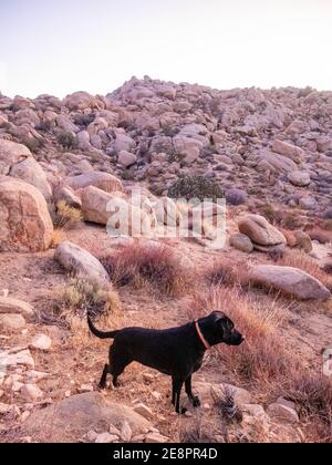 Chien noir dans le champ de rochers au crépuscule avec ciel de coucher de soleil et croissant de lune dans la vallée de Yucca, Californie près du parc national de Joshua Tree Banque D'Images