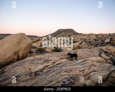 Black labrador Retriever chien parmi les rochers dans la vallée de Yucca, en Californie, lors d'une journée ensoleillée de janvier avec ciel bleu près du parc national de Joshua Tree Banque D'Images