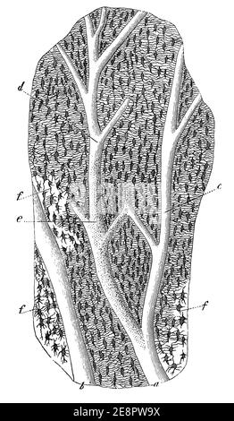 Section verticale à travers un os humain. Illustration du 19e siècle. Allemagne. Arrière-plan blanc. Banque D'Images