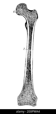Section à travers l'os du fémur de l'homme. Illustration du 19e siècle. Allemagne. Arrière-plan blanc. Banque D'Images