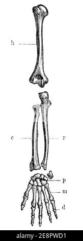 Os du bras gauche humains, vus de l'arrière. Illustration du 19e siècle. Allemagne. Arrière-plan blanc. Banque D'Images