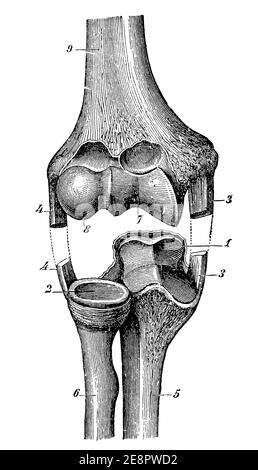 Articulation du genou. Illustration du 19e siècle. Allemagne. Arrière-plan blanc. Banque D'Images