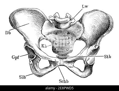 Le bassin du corps humain. Illustration du 19e siècle. Allemagne. Arrière-plan blanc. Banque D'Images