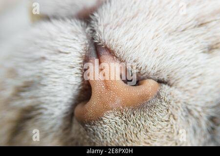 Macro gros plan d'un nez rose d'un gris chat à fourrure Banque D'Images