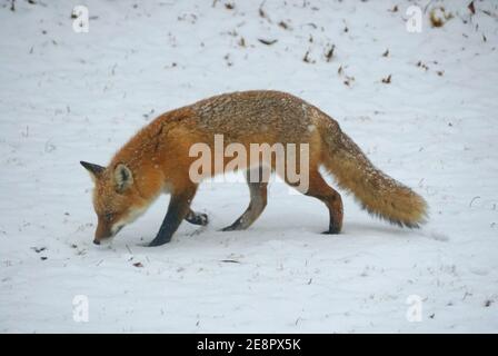 Un renard roux à la recherche de nourriture et à la marche sur le neige Banque D'Images