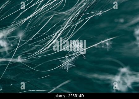 Les flocons de neige se trouvent sur une longue fourrure naturelle, les fibres de fourrure sont visibles, macro réelle Banque D'Images