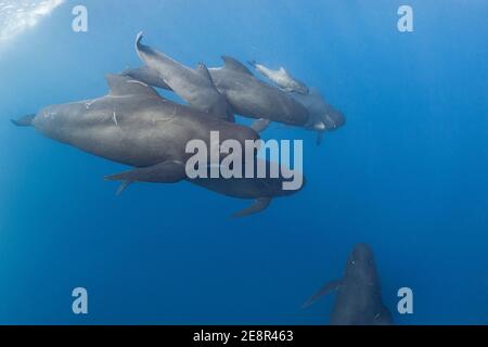 Gousse de baleines pilotes à longues finines, Globicephala melas, avec veau nouveau-né, montrant encore des plis fœtaux, détroit de Gibraltar ( Océan Atlantique Nord ) Banque D'Images