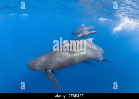 Baleines pilotes à longues finines, Globicephala melas, avec veau nouveau-né, montrant encore des plis fœtaux, détroit de Gibraltar ( Atlantique Nord ) Banque D'Images