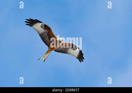 Red Kite (Milvus milvus) adulte en gros plan, Bade-Wurtemberg, Allemagne Banque D'Images