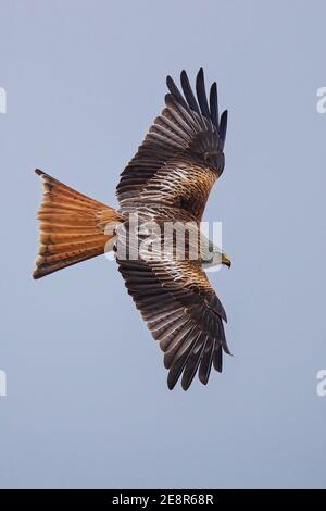 Red Kite (Milvus milvus) adulte en gros plan, Bade-Wurtemberg, Allemagne Banque D'Images