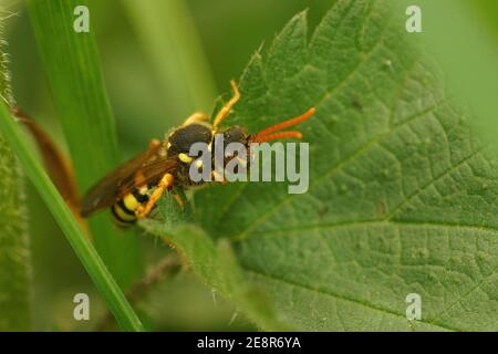 Une abeille nomade de Gooden femelle, Nomada gooedniana, se cachant entre les feuilles Banque D'Images