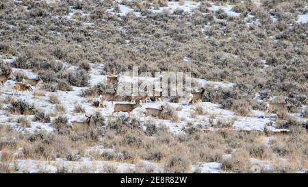 Deer à Bozeman MT Banque D'Images