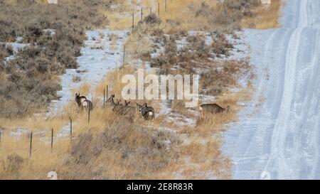 Deer à Bozeman MT Banque D'Images