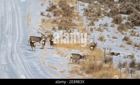 Deer à Bozeman MT Banque D'Images