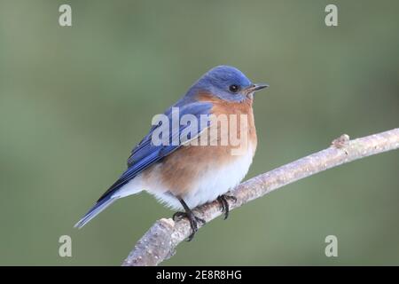 Un bluebird mâle de l'est Sialia sialis qui perce sur une branche avec un fond vert naturel Banque D'Images