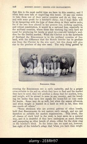Moutons modernes, races et gestion (page 108) Banque D'Images