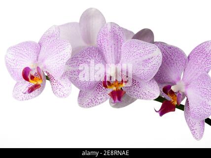 Orchidée, Brudorkidé (Phalaenopsis amabilis) Banque D'Images