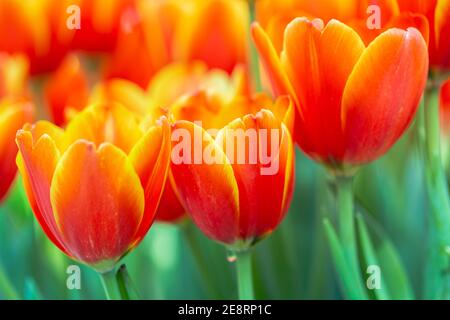 Tulipes colorées le jour de printemps venteux Banque D'Images