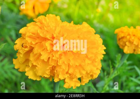 Belles fleurs marigolées fraîches dans le lit de fleurs Banque D'Images