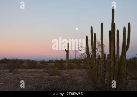 Cactus à pipe d'orgue dans le désert avec lune dans le ciel à Phoenix, Arizona, États-Unis pendant le coucher du soleil après un temps rare tempête d'hiver. Montagne avec neige dans le bac Banque D'Images