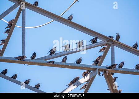 Un troupeau de starlings se trouve sur un pylône électrique. Oiseaux assis sur des lignes électriques Banque D'Images