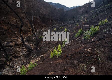 Les plantes colonisantes commencent à éclater dans une vallée brûlée dans le comté de Solano, où des feux de forêt ont balayé le paysage au milieu de 2020. Banque D'Images