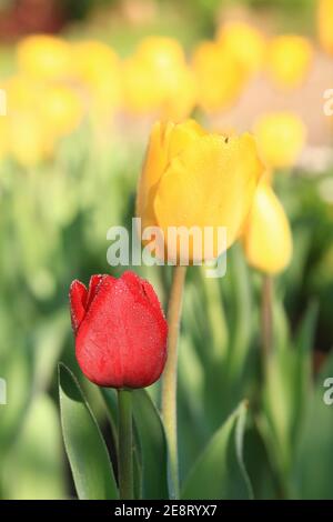 Gros plan de fleurs de tulipe rouge et jaune à Taoyuan, Taïwan Banque D'Images