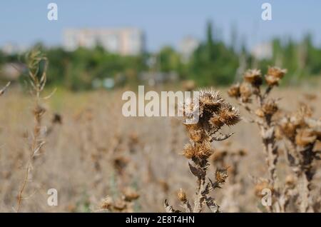 Un jour ensoleillé d'été, le Bush de chardon sec dans un champ. Branches brunes épineuses. Sécheresse estivale. Mise au point sélective. Banque D'Images